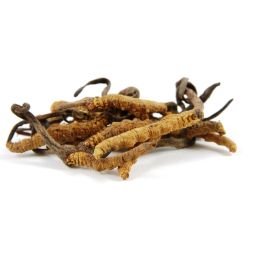 Pulbere cordyceps 60g - EVERTRUST