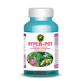 Hyper pot 60cps - HYPERICUM PLANT